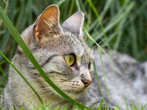 Obraz cat in grass