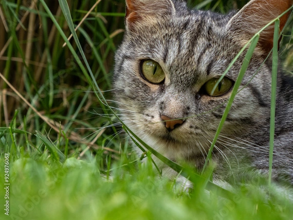 Obraz cat in grass
