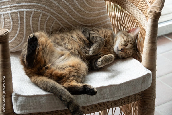 Obraz Schlafende junge Katze