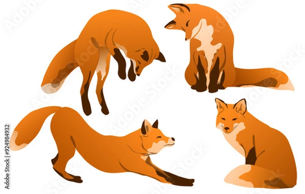 Fototapeta Set of red foxes. Common foxes and their cubs walk, sit, stand and hunt. Realistic vector carnivorous animal