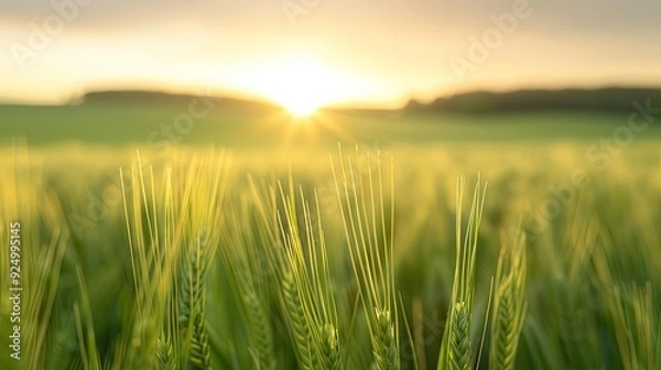 Obraz Tranquil Wheat Field at Sunrabirth