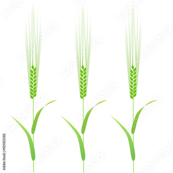 Obraz Three barleys with green ears