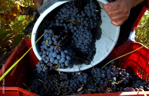 Obraz grapes