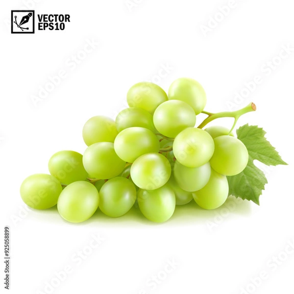 Fototapeta Realistic transparent isolated vector branch of green grapes lies on the surface