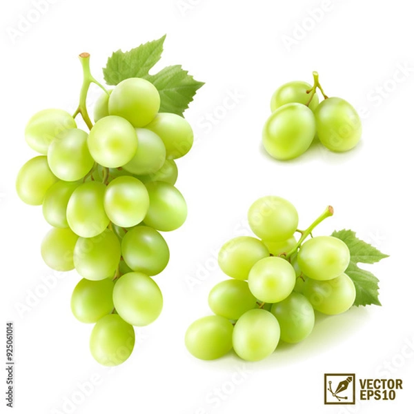 Fototapeta Realistic transparent isolated vector set branch of green grapes
