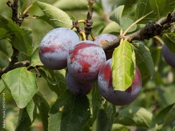 Obraz Greengage on tree