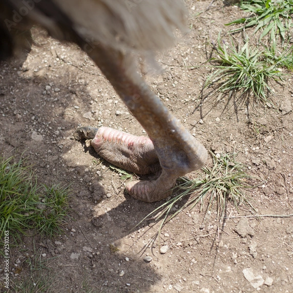 Fototapeta Pata y uña de avestruz