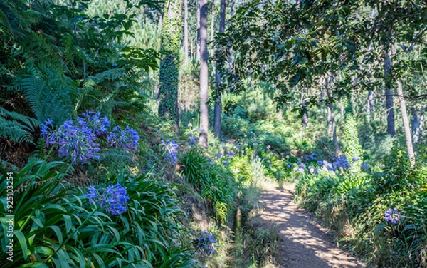Obraz Flora and vegetation along the Levada Serra do Faial