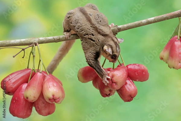 Fototapeta An adult sugar glider is eating ripe water apples on a tree. This mammal has the scientific name Petaurus breviceps.