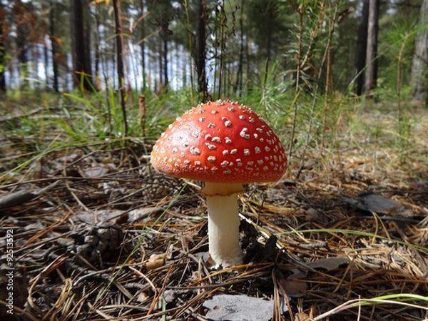 Obraz в лесу мухомор, освещенный солнцем