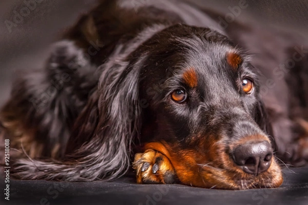 Fototapeta Gordon Setter Hundeblick