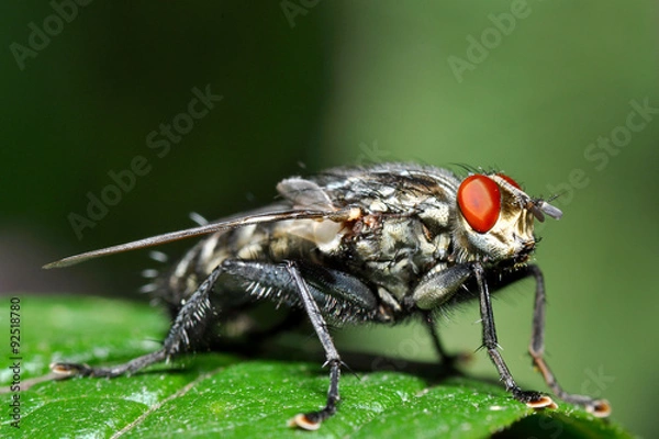 Fototapeta Stubenfliege