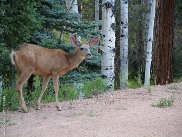 Fototapeta Mule Deer in the Florissant Colorado Mountains