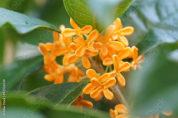 Obraz キンモクセイ