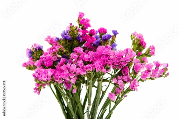 Obraz beautiful autumn flower