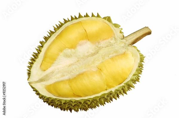 Obraz Durian