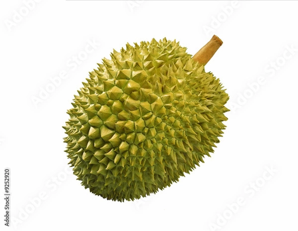 Obraz durian