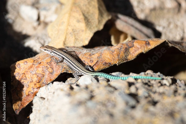 Obraz Lagartija ibérica (Podarcis hispanicus)