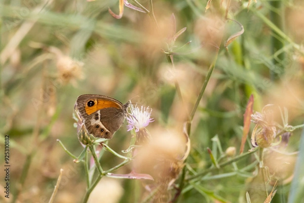 Obraz Ejemplar de lobito de banda blanca (Pyronia bathseba)
