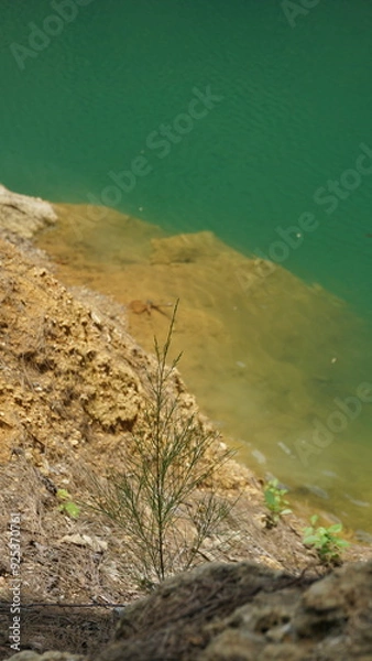 Fototapeta An image showing a natural shoreline with a small plant growing near the edge of calm, green water. 
