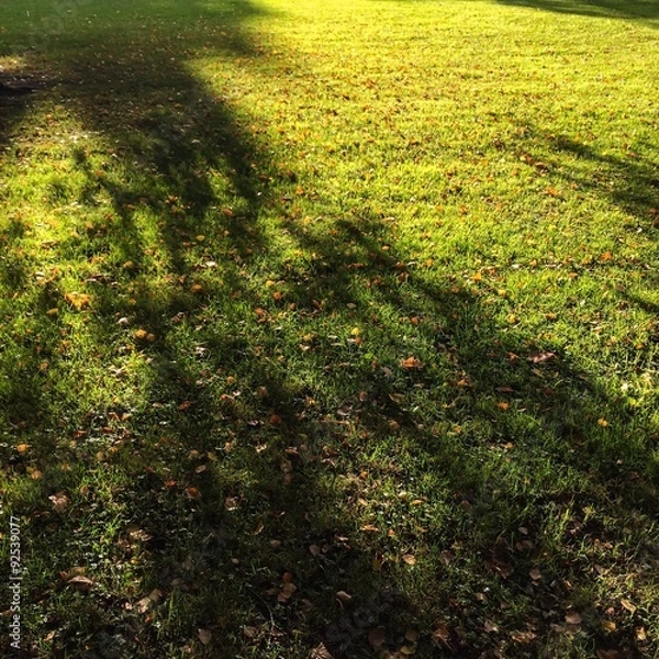 Fototapeta green grass texture