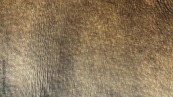 Obraz White rhino skin texture background