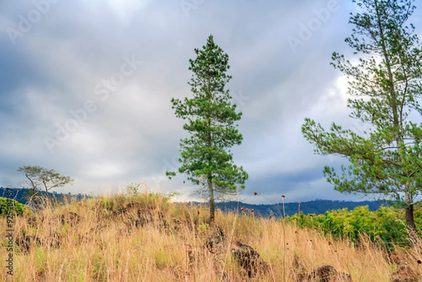 Fototapeta trees on the hill
