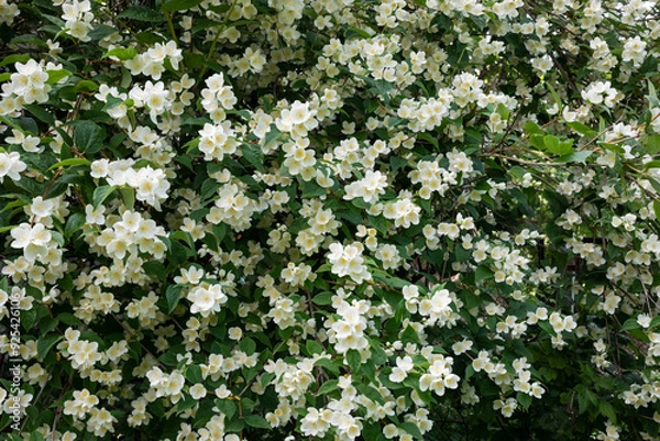 Fototapeta blooming bush of white jasmine, spring, freshness