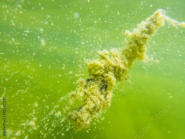 Fototapeta Toxic algae green plant in pool water