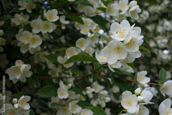 Obraz blooming bush of white jasmine, spring, freshness