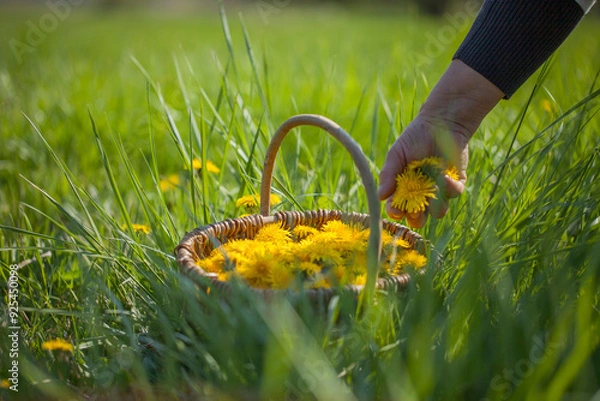 Fototapeta Löwenzahn Pflücken bzw. Wildkräuter Sammeln mit Korb