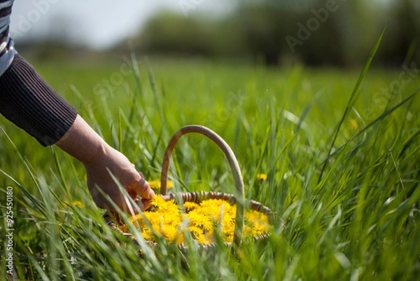 Obraz Löwenzahn Blüten im Korb