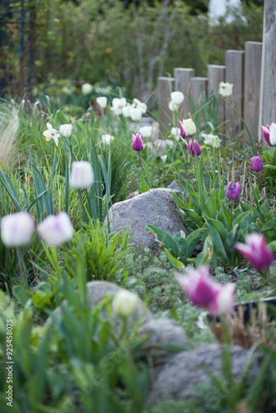 Fototapeta Tulpen im Frühling