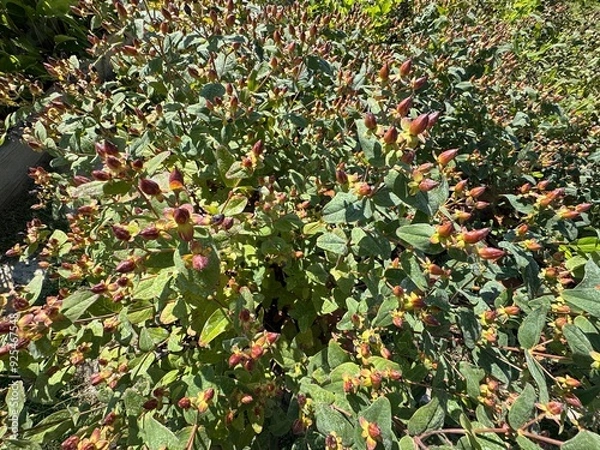 Fototapeta Hypericum androsaemum (Kamaniça) leaves and fruits close-up. Hypericum androsaemum tutsan bright fruit. Commonly called tutsan, sweet-amber or the shrubby St. John's wort.