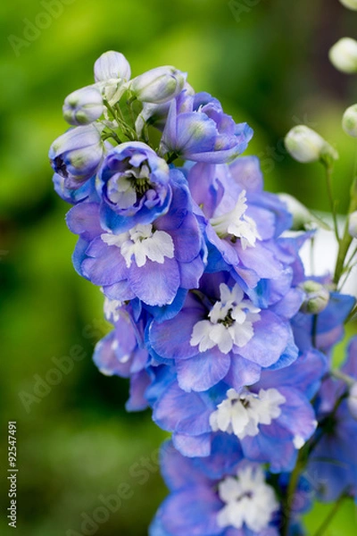 Fototapeta Blue delphinnum close up