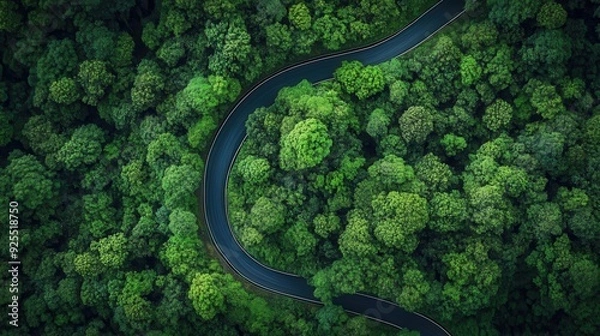Fototapeta Winding Road Through Lush Forest