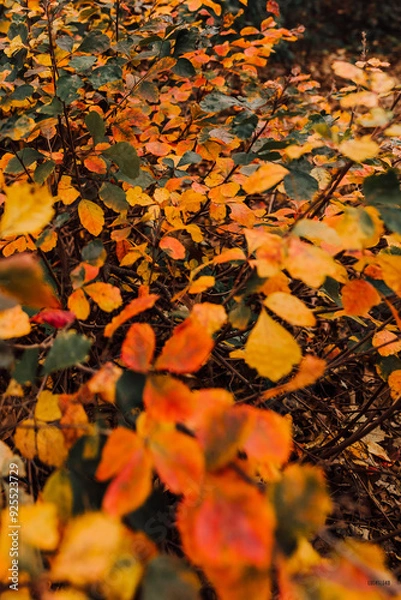 Obraz autumn leaves background