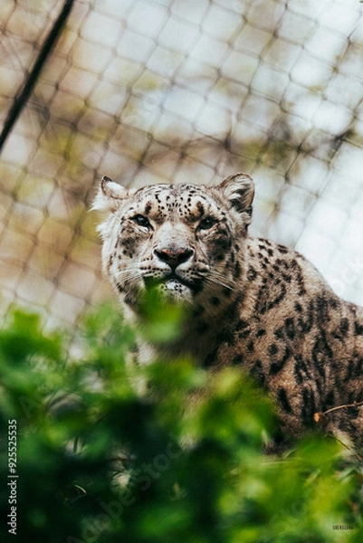 Obraz leopard in the zoo