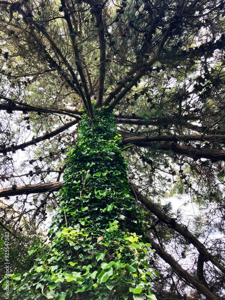 Obraz Ivy Covered Tree