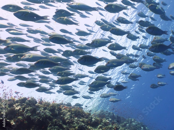 Fototapeta Parrotfish school