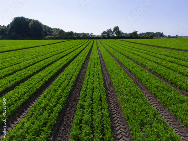 Obraz Aerial view over an arable crop field of carrots in the English countryside farm land
