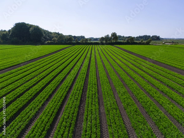 Obraz Aerial view over an arable crop field of carrots in the English countryside farm land