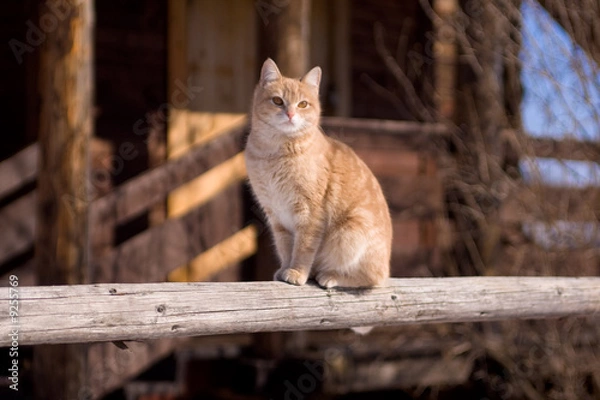 Obraz Tabby cat sitting on a porch of a country house.