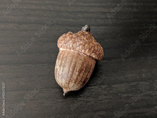 Obraz acorn on wooden table