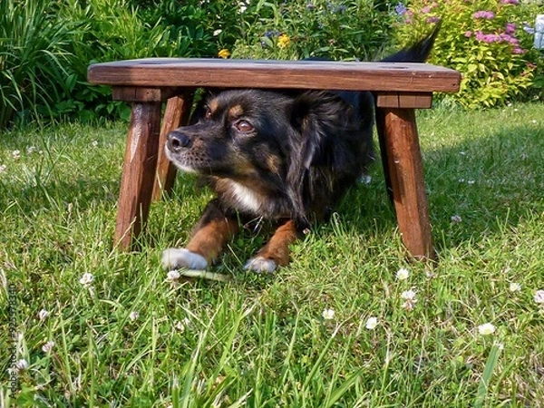 Obraz Hund kriecht durch ein Hindernis 