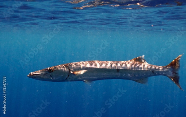 Fototapeta Barracuda