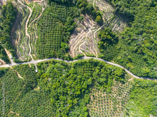 Obraz Aerial view of land clearing or deforestation on hilly terrain. A process to prepare the land for palm oil plantation, or farming. 