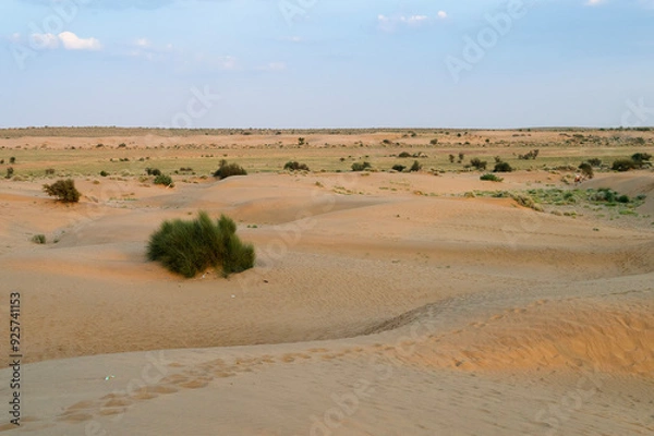 Fototapeta Mexican Feather Grass , Stipa tenuissima, small desert plants growing at sand dunes of Thar desert, Rajasthan, India. Due to hot weather , drought and no water, there is no big tree in desert.
