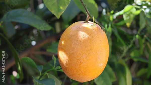 Obraz Orange Tree In Garden