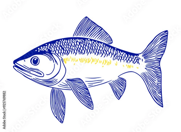Obraz Isolated Fish Vector Illustration on White Background.